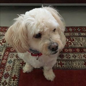 Meet your Posher, Ramzi